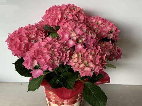 選べるお色 あじさい 5号